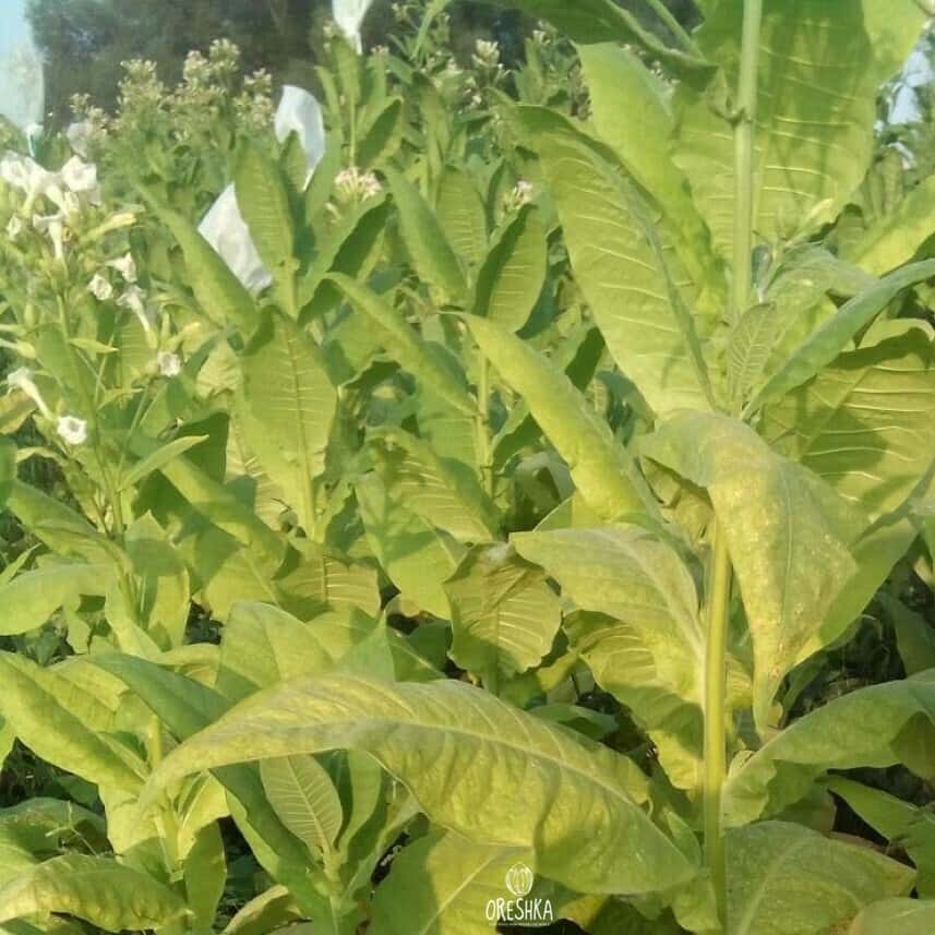 Tobacco Virginia 24 Seeds