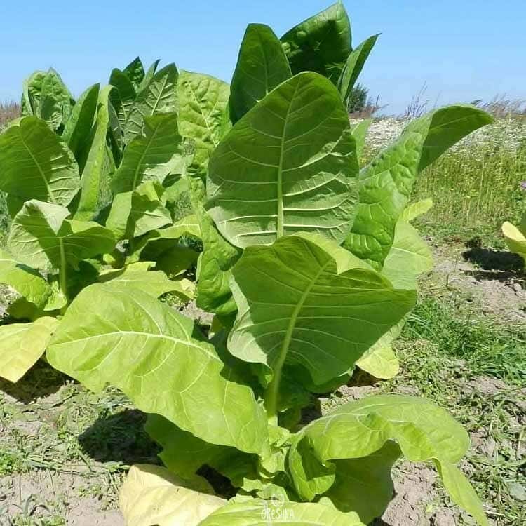 Tobacco Bamboo Shoot Seeds