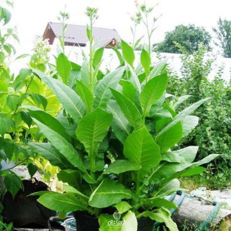 Tobacco Coker 371 Gold Seeds