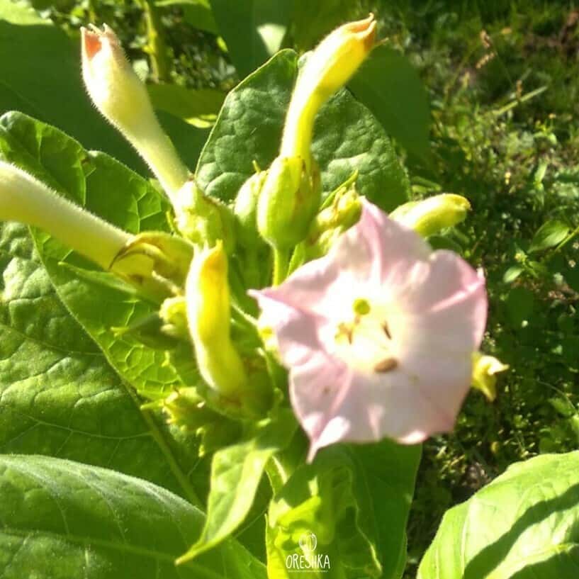Tobacco Yellow Twist Bud Seeds