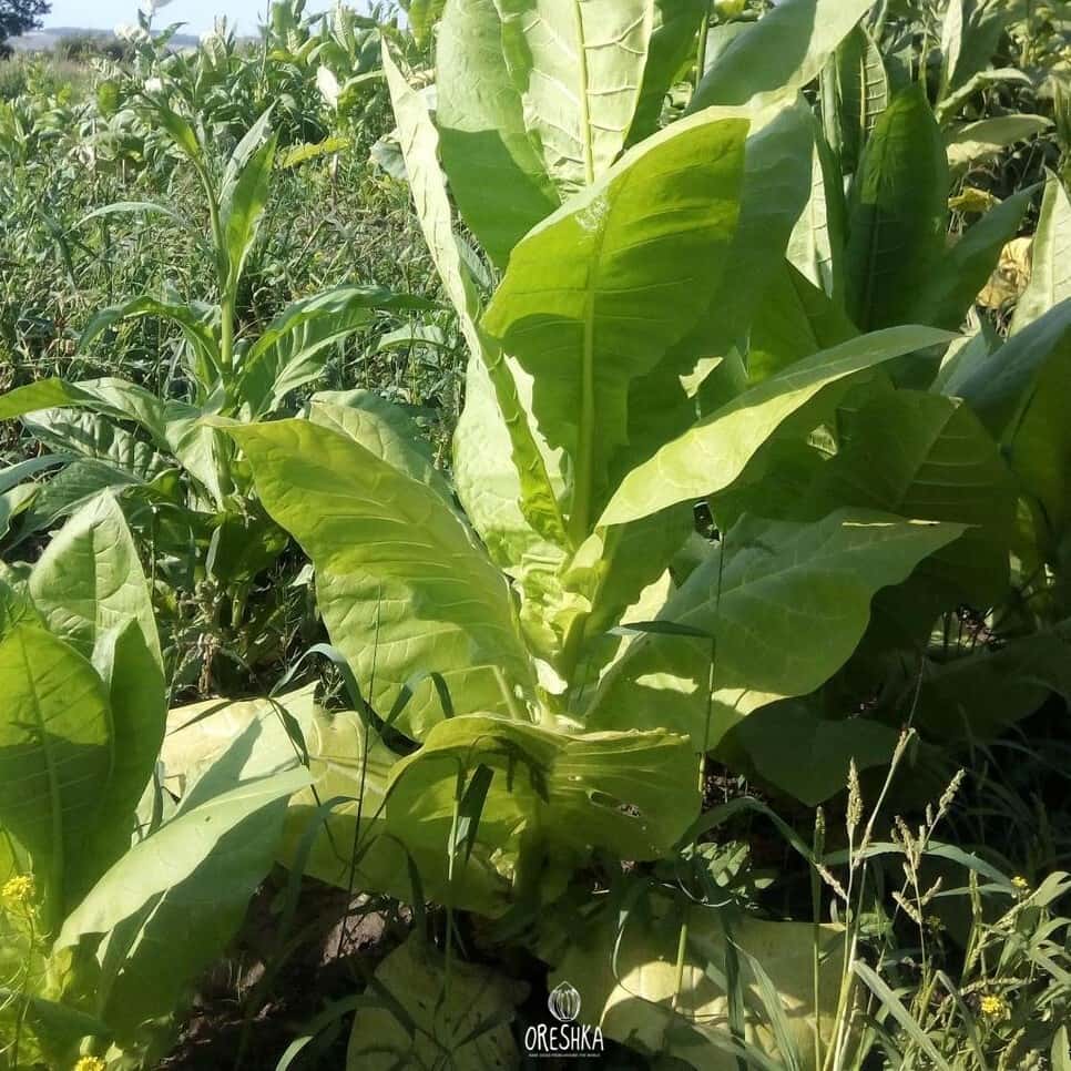 Tobacco Wisconsin 901 Seeds