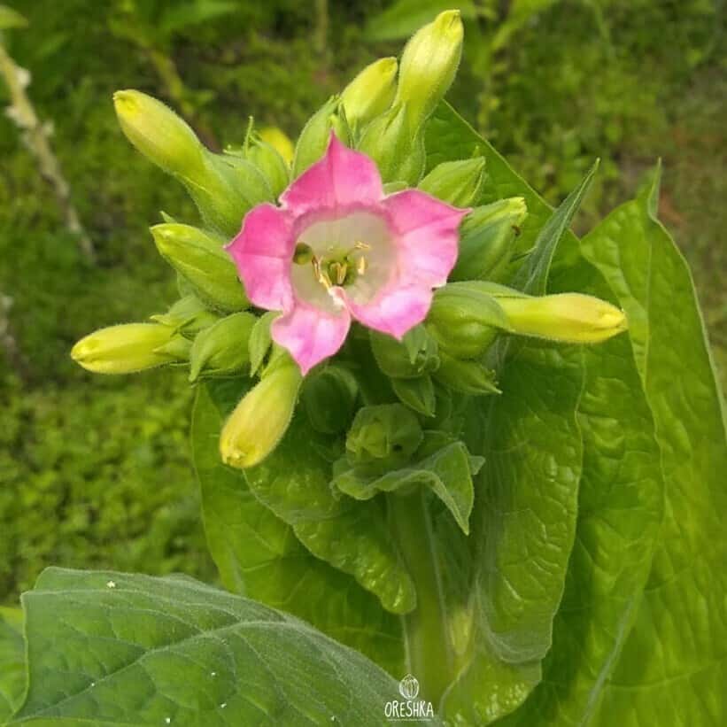 Tobacco Sobolchski 193 Seeds