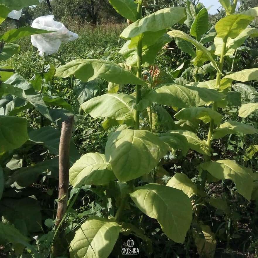 Tobacco Oriental Molovata Seeds