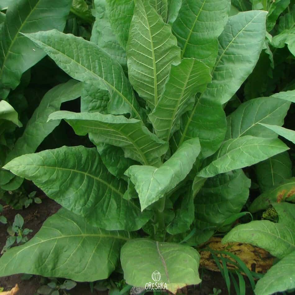Tobacco Yellow Orinoco Seeds