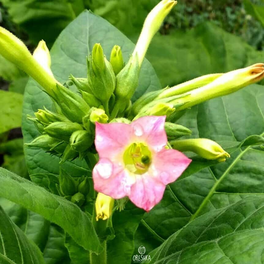 Tobacco American 307 Seeds