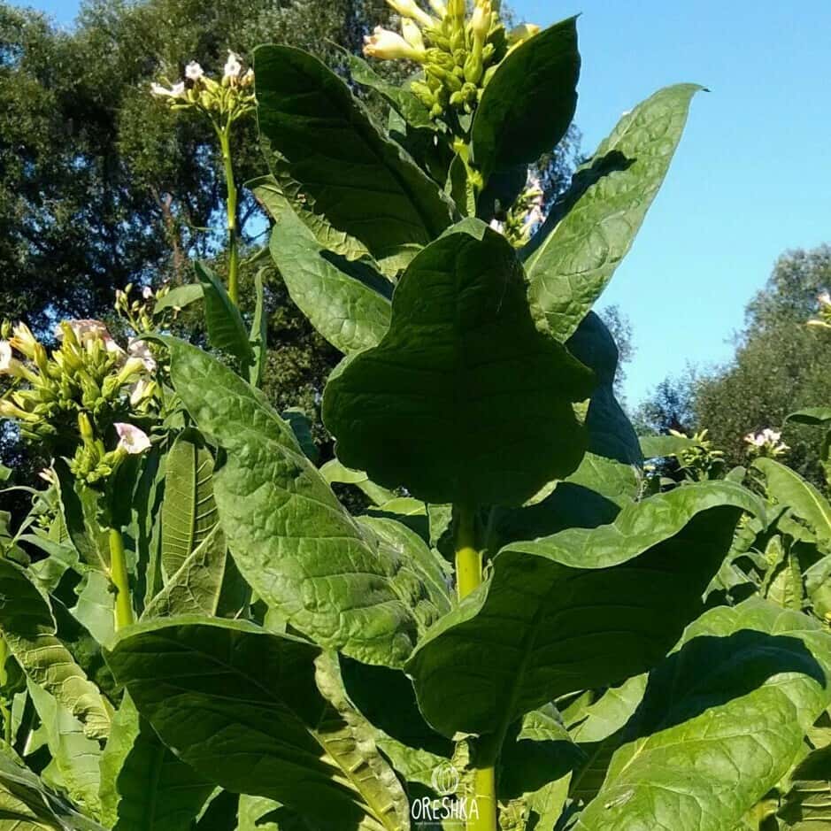 Tobacco Samsun 85 Seeds