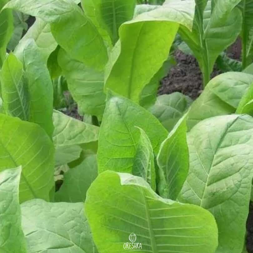Tobacco Kalloi 51 Seeds