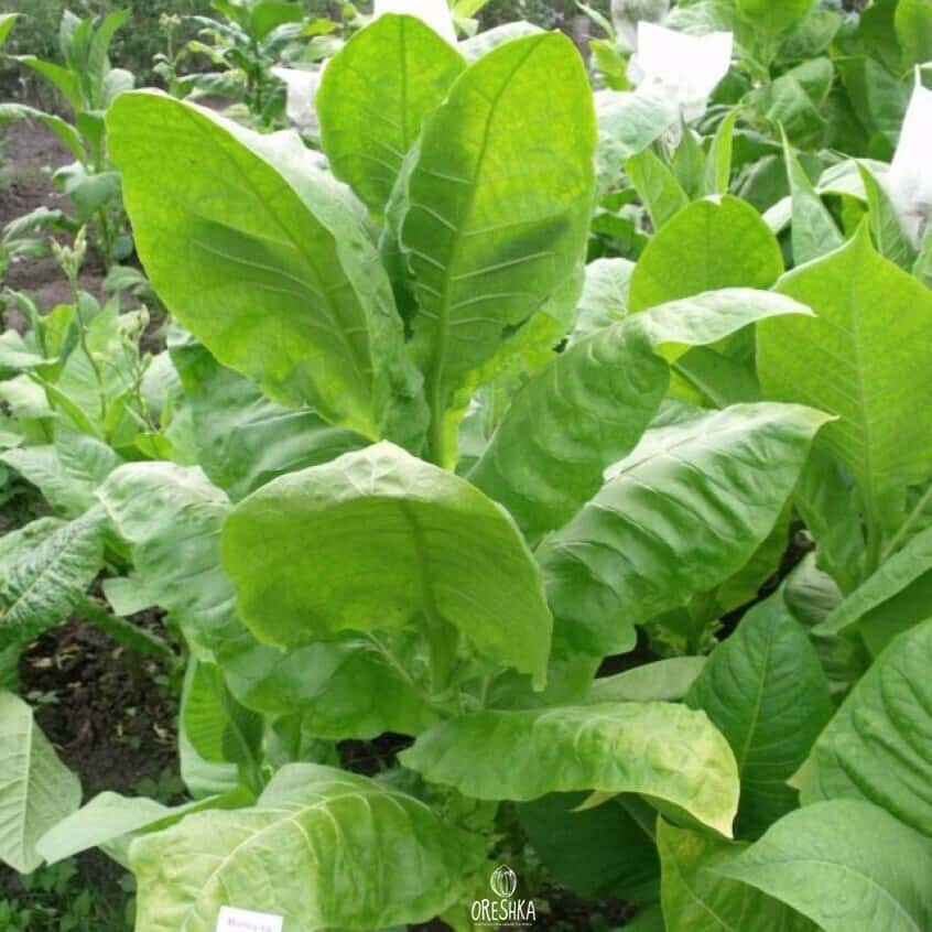 Tobacco Burley Original Seeds