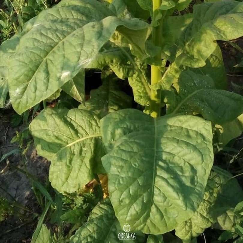 Tobacco Kentucky-190 (KY 190) Seeds