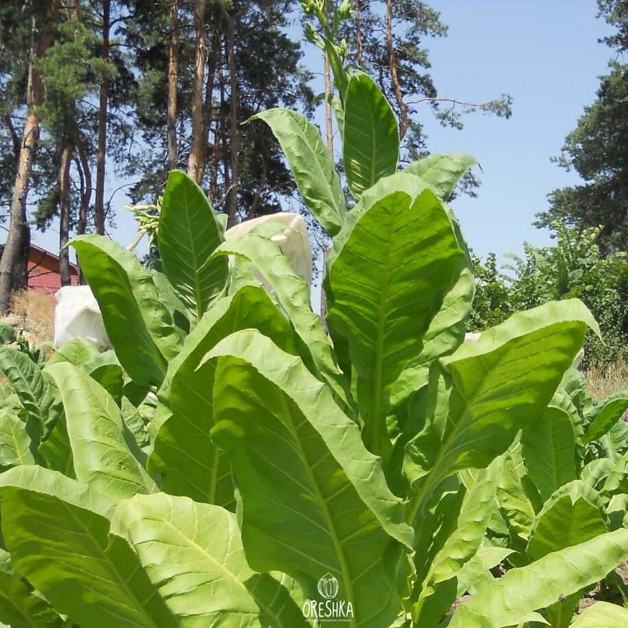 Tobacco Virginia Helena Seeds
