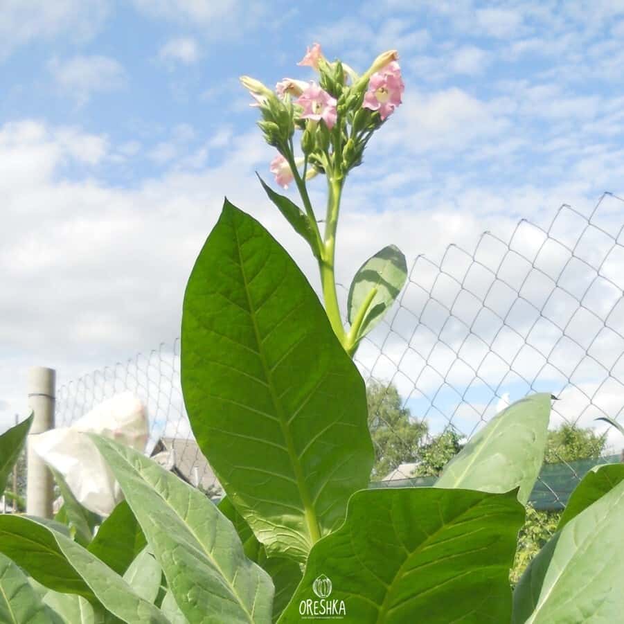 Tobacco Lorscher Seeds