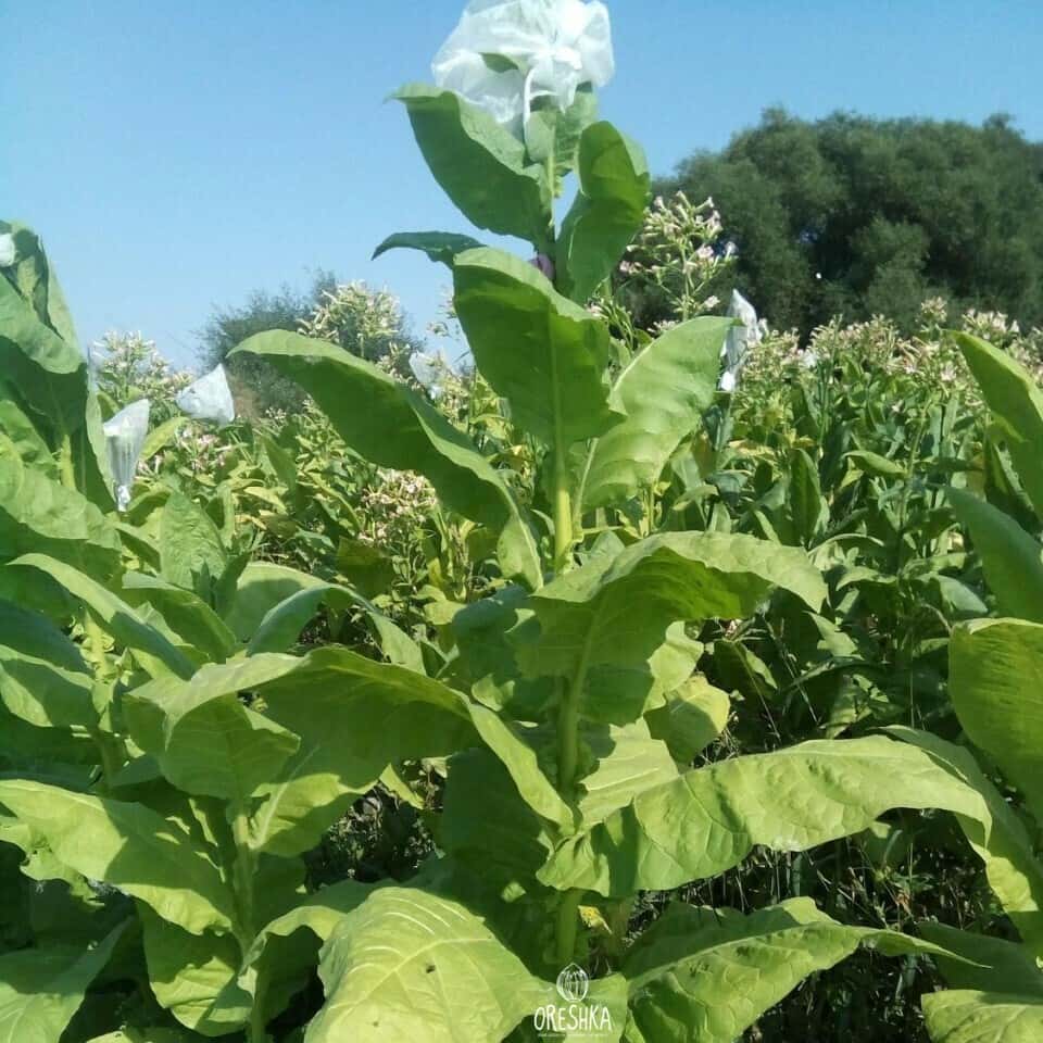 Tobacco Kerti 25 Seeds