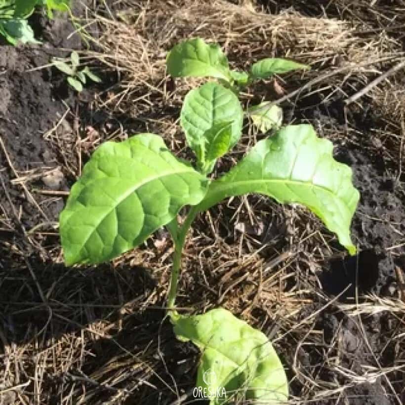 Tobacco Virginia 647 Seeds