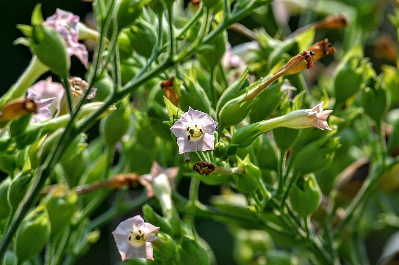 Reference image for Nicotiana tabacum