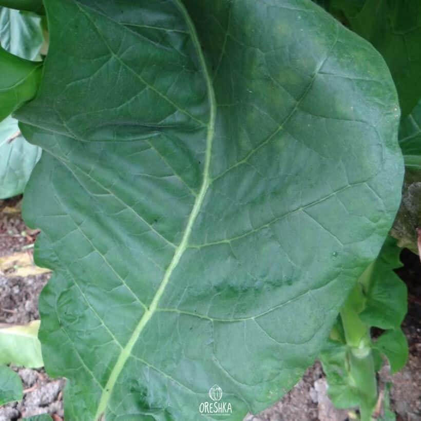 Tobacco Virginia 310 Seeds