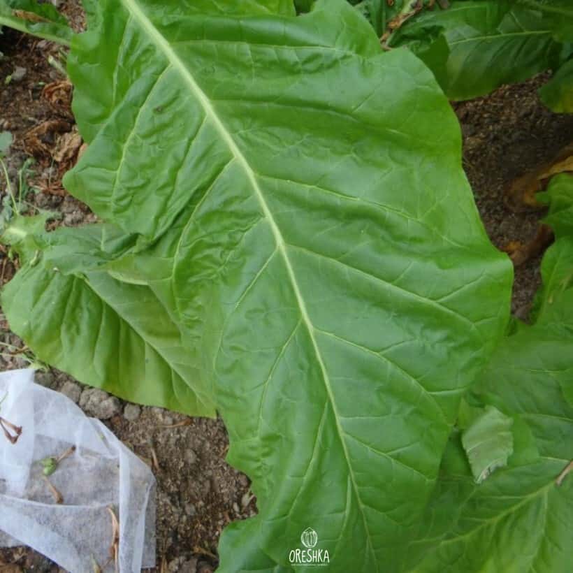 Tobacco Virginia Vesta 64 Seeds