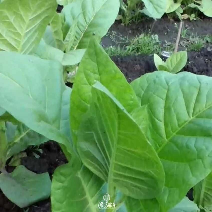 Tobacco Badischer Geudertheimer Seeds