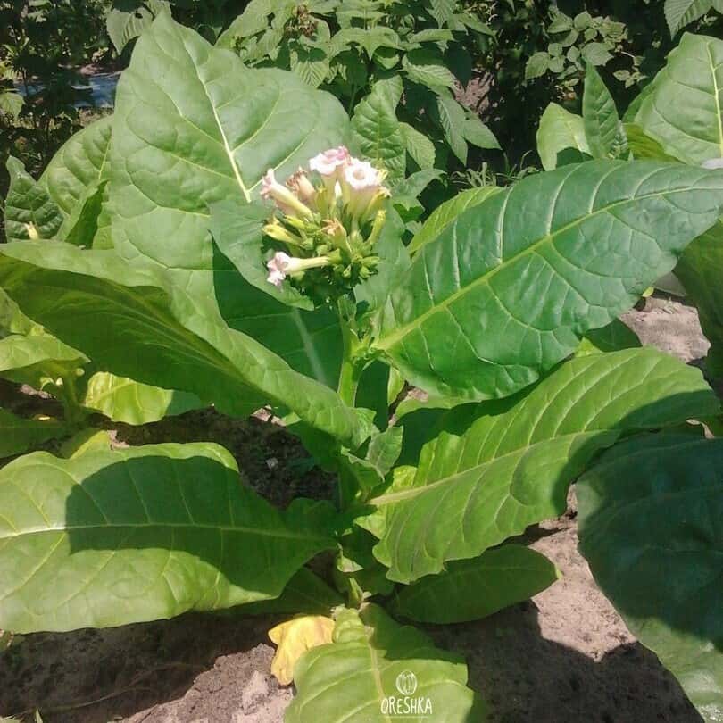Tobacco Bitlis Seeds