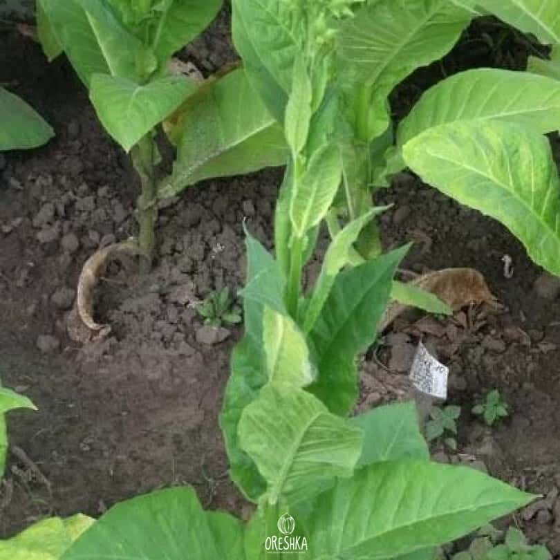 Tobacco Suifu Seeds