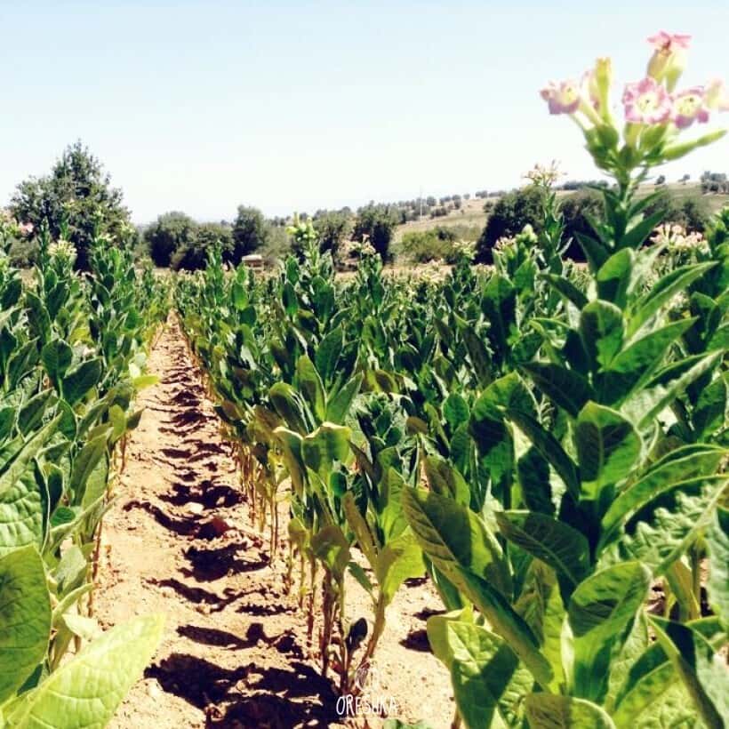 Tobacco Ege Seeds