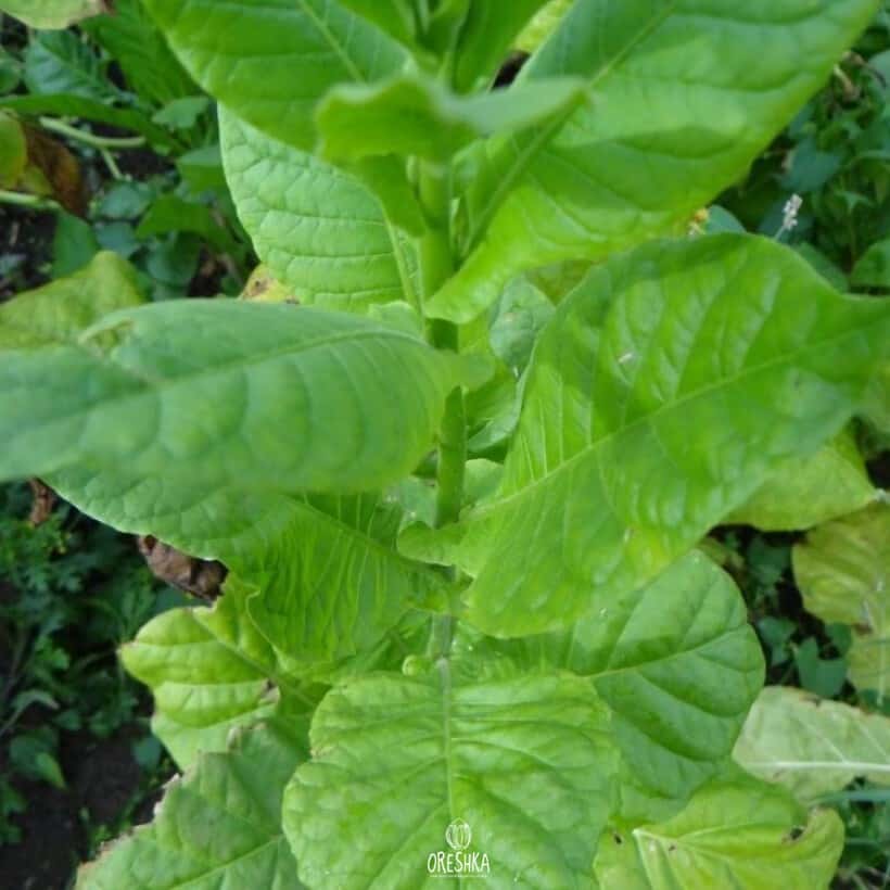 Tobacco Agonya Seeds