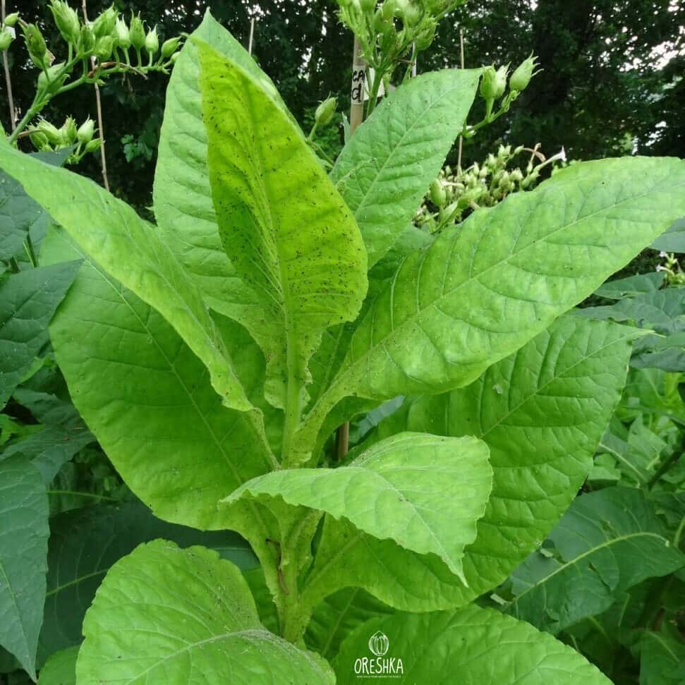 Tobacco Gold Indian Seeds