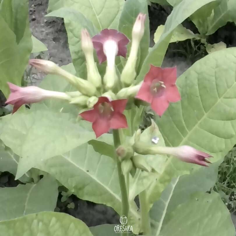 Tobacco Herzegovina Pulawska Seeds