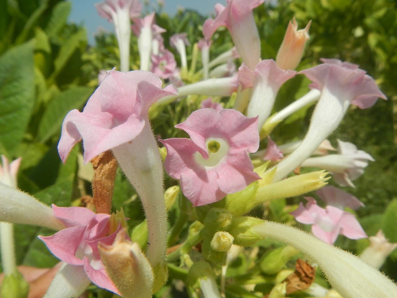 Reference image for Nicotiana tabacum