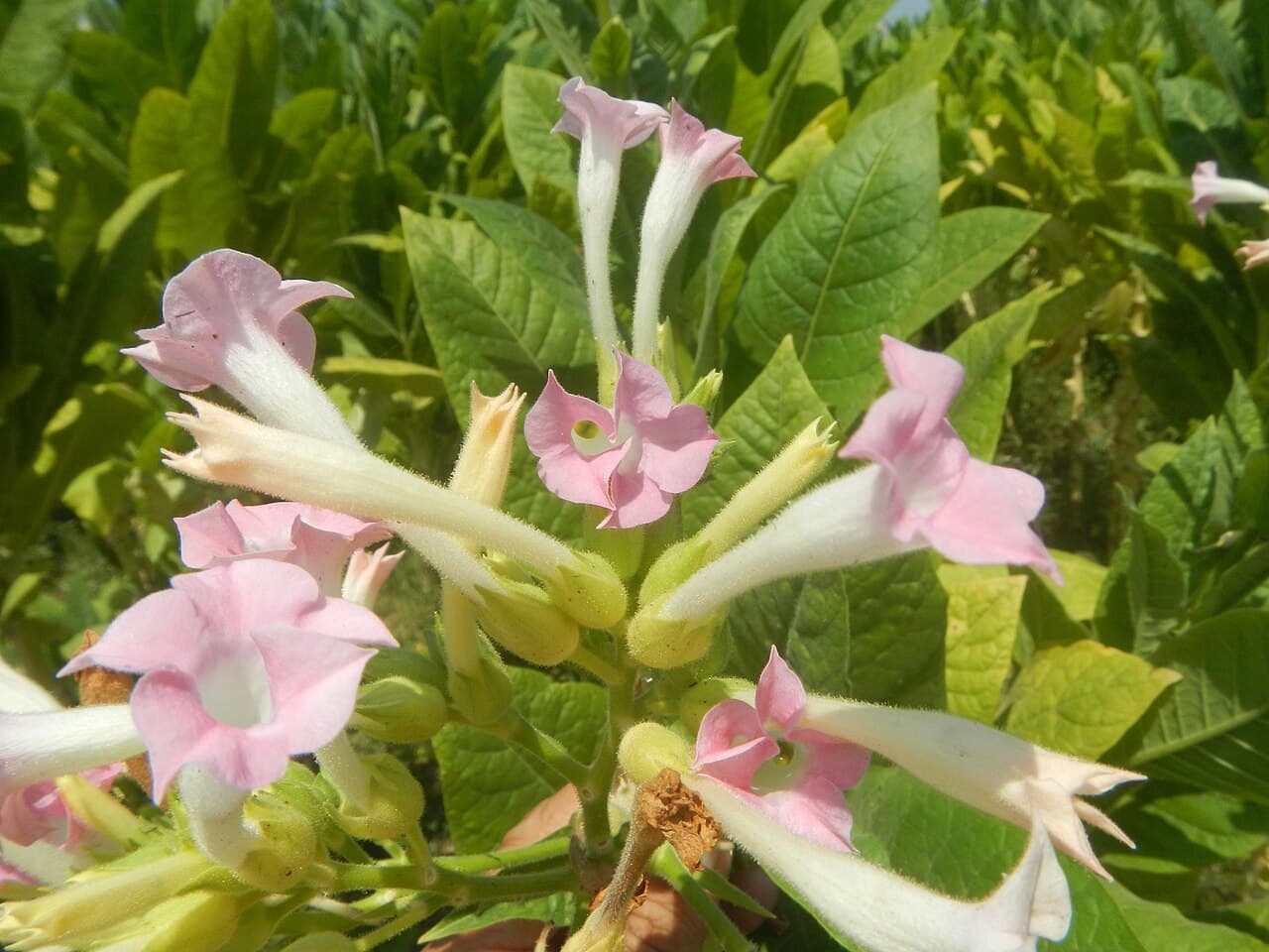 Reference image for Nicotiana tabacum
