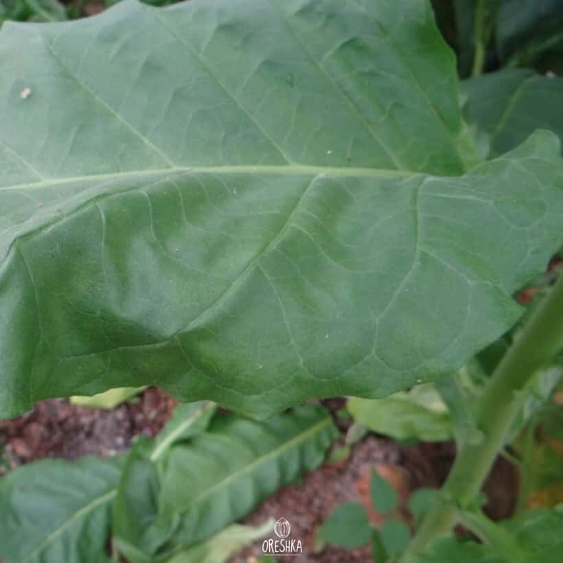 Tobacco Okinawa Seeds
