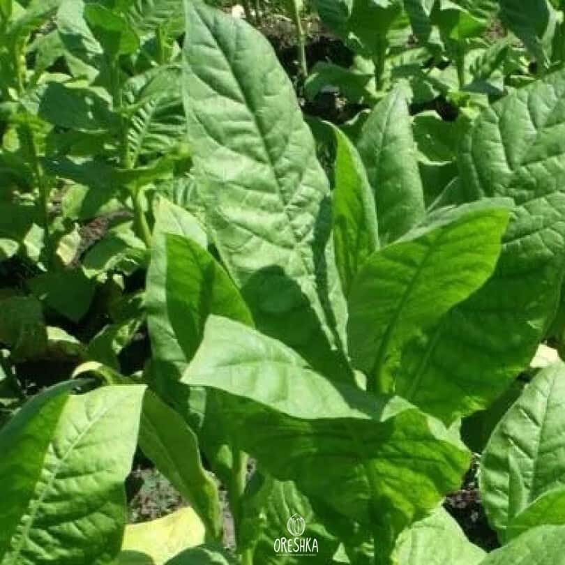 Tobacco Virginia Bulgarian Seeds