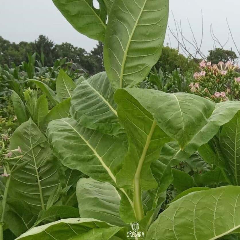 Tobacco Burley Krasnodarskiy (Krasnodar) Seeds