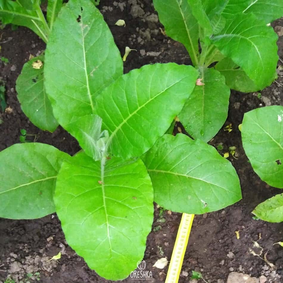 Tobacco Pergeu Seeds