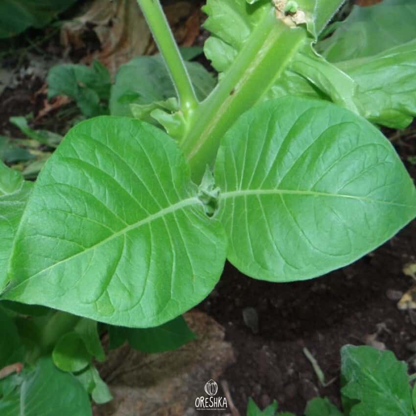 Tobacco Jubilejny 8 (Jubilee 8) Seeds