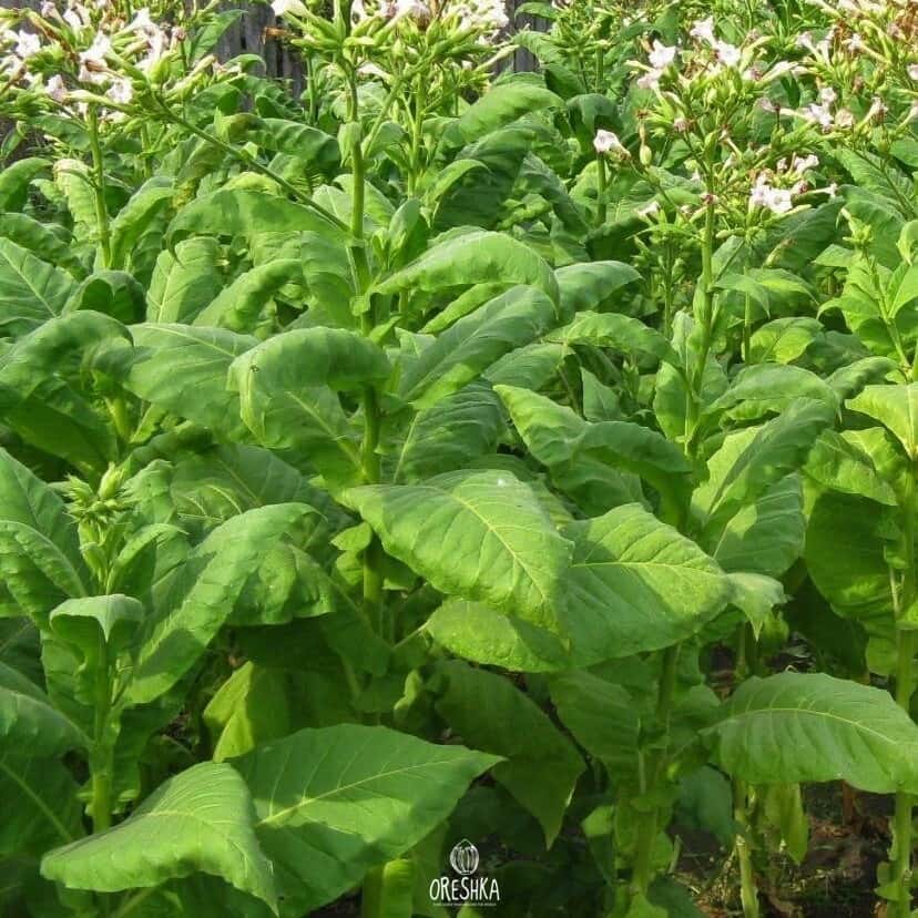 Tobacco Ravnjak Seeds