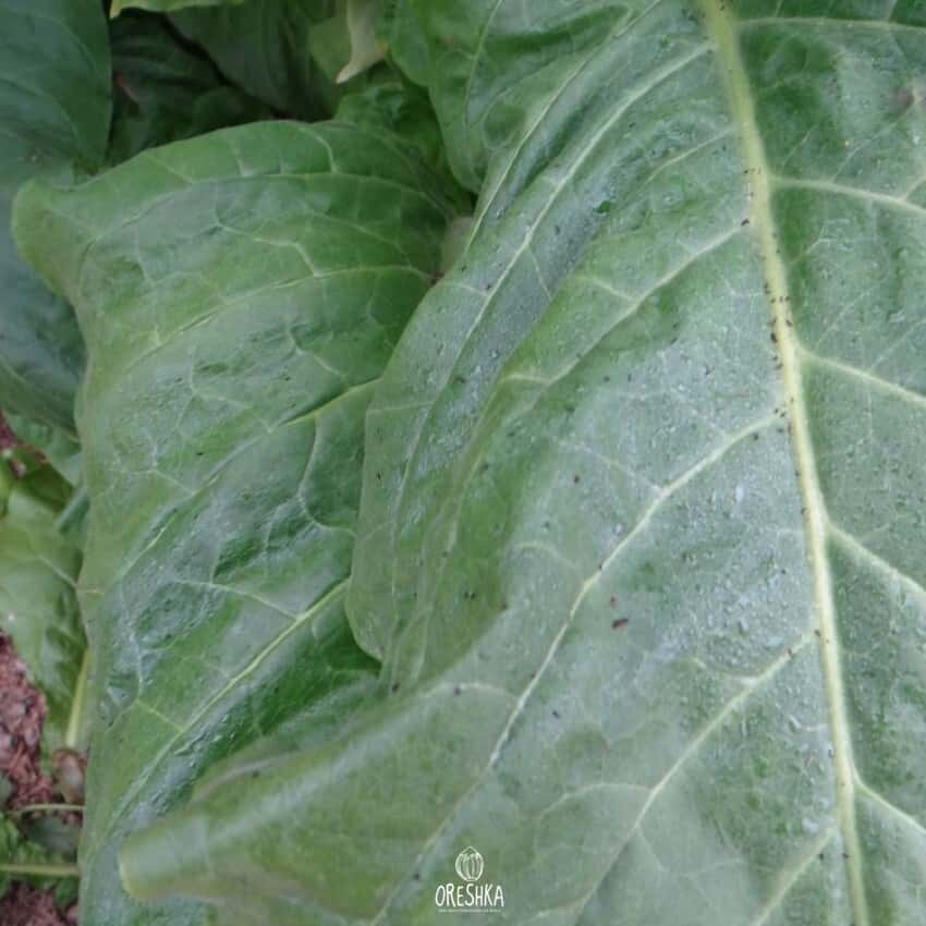 Tobacco Virginia VA-116 Seeds