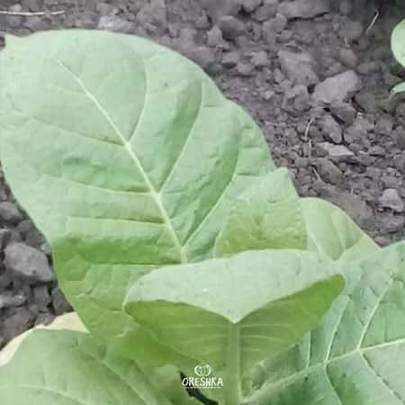 Tobacco Sobolchski 15 Seeds
