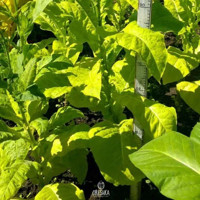 Tobacco Coker 344 Seeds