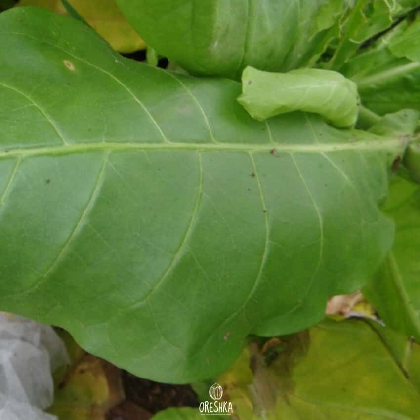 Tobacco Immune 0580 Seeds