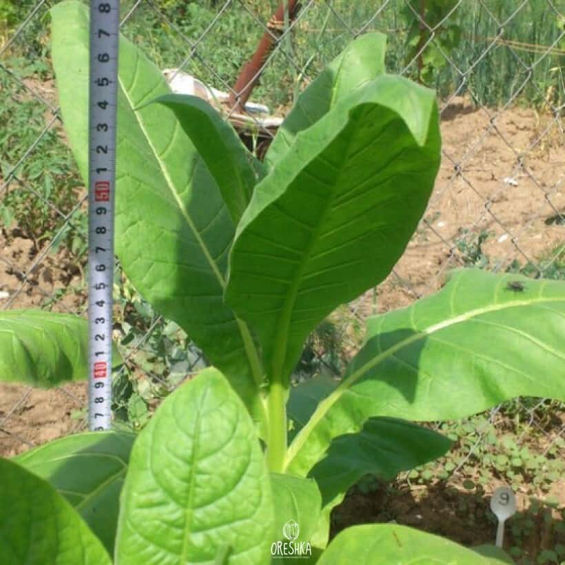 Tobacco Djubek 44 Seeds