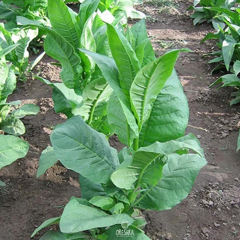 Tobacco Southern Beauty Seeds
