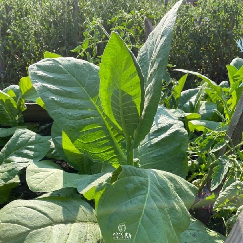 Tobacco Virginia Gold America Seeds