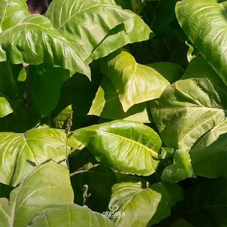 Tobacco Burley Panama Seeds
