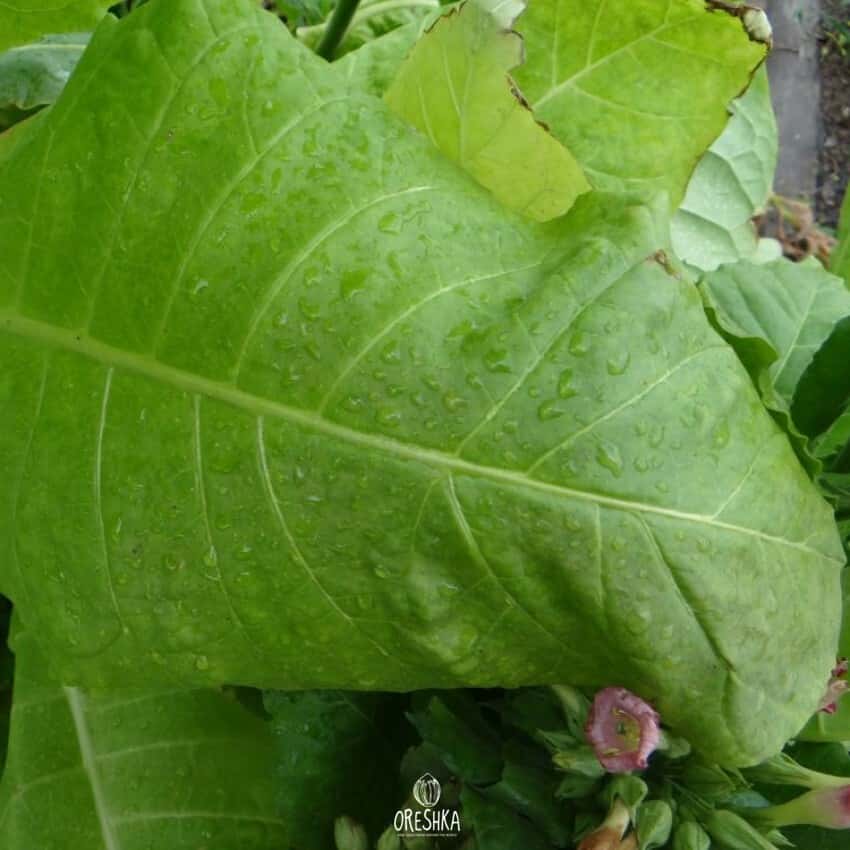 Tobacco Baiano Seeds