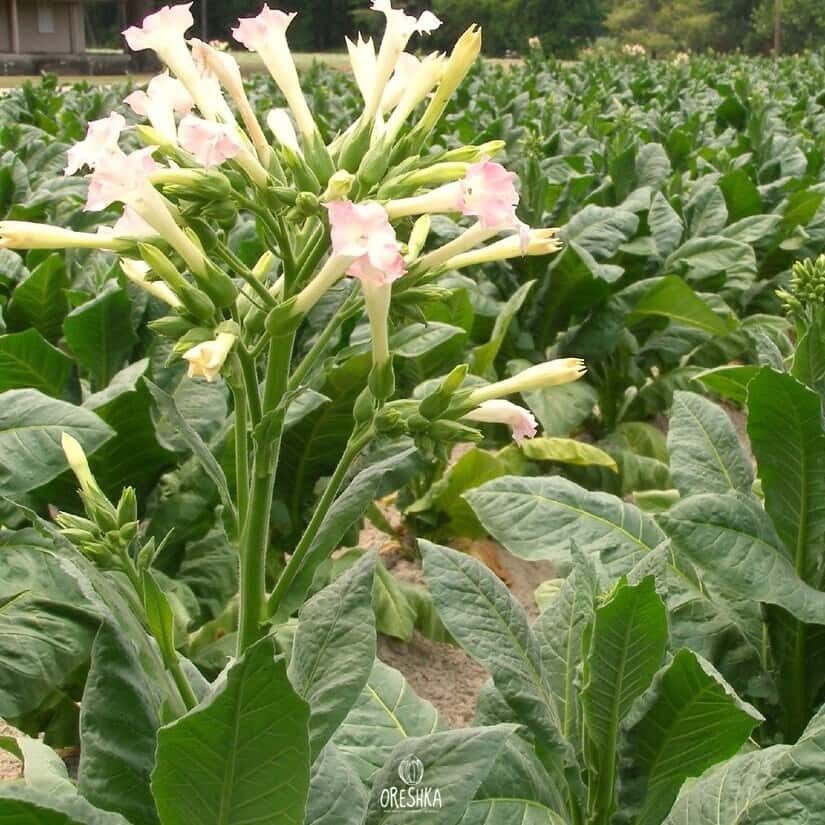 Tobacco Hawti Seeds