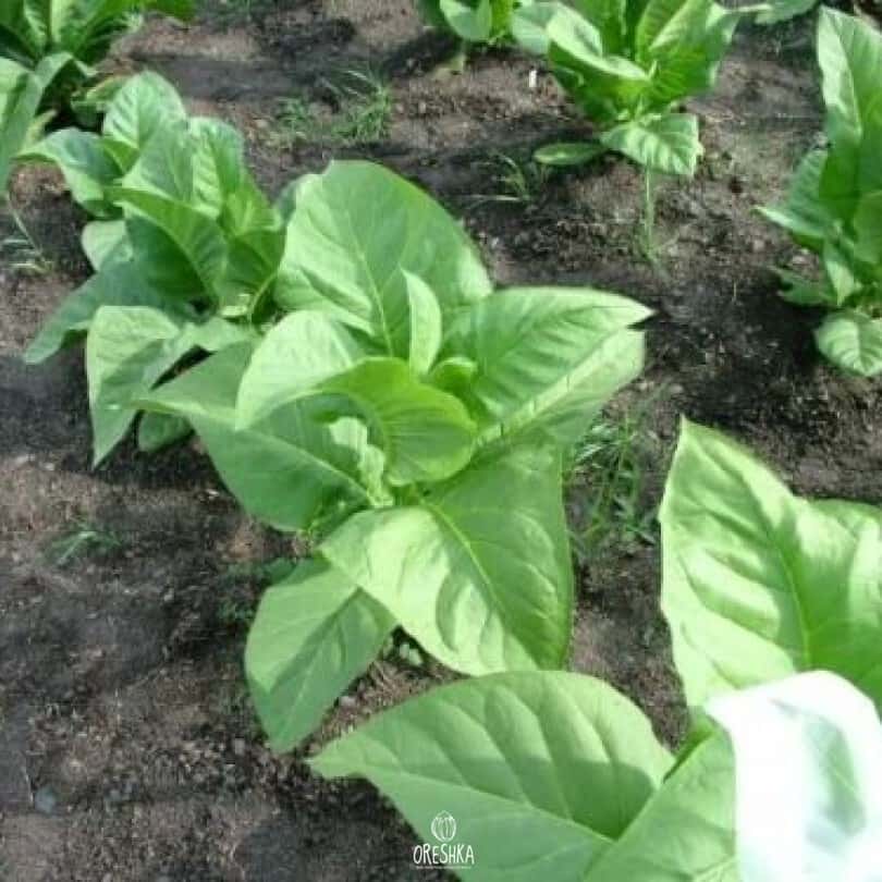 Tobacco Paris Wrapper Seeds