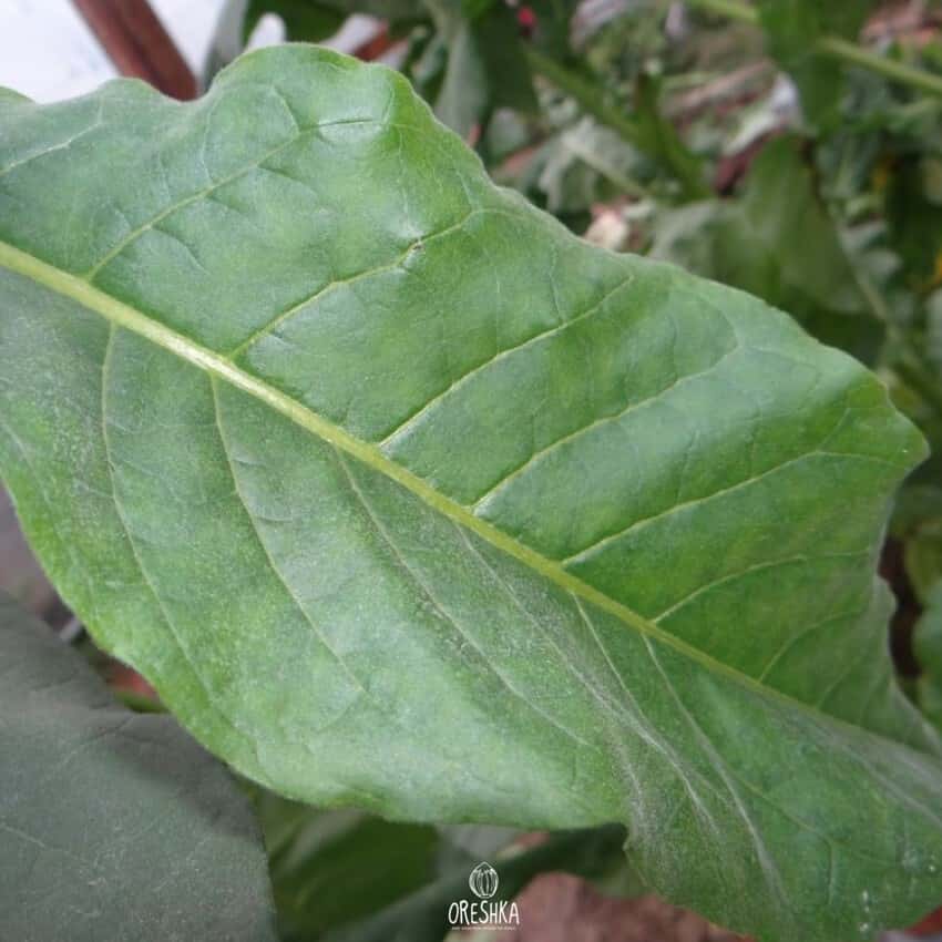 Tobacco Papante Seeds