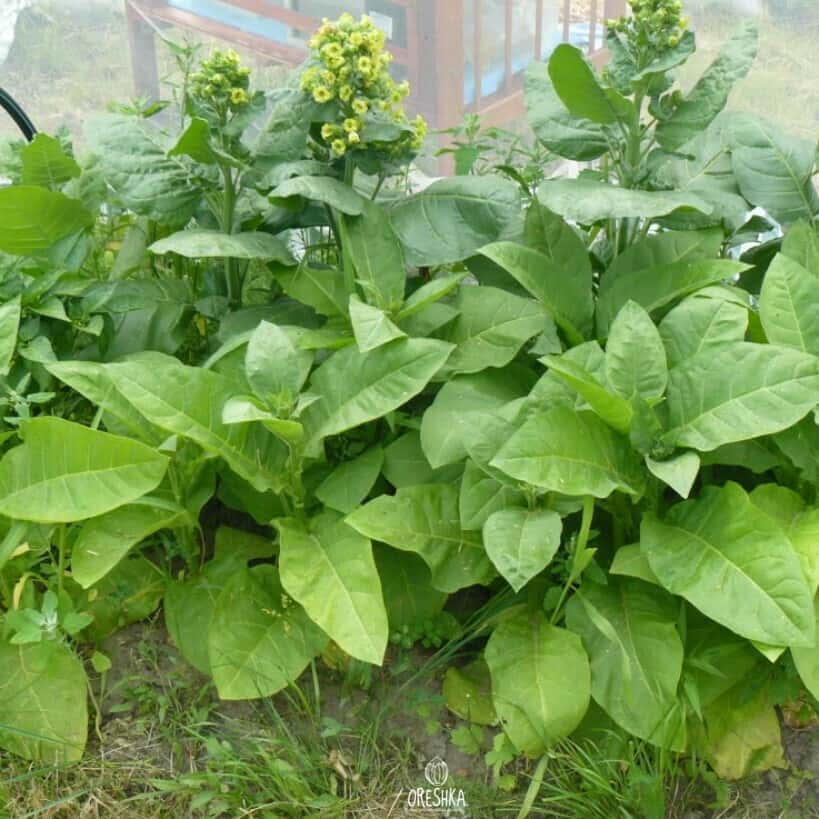 Shag Santo Domingo Seeds