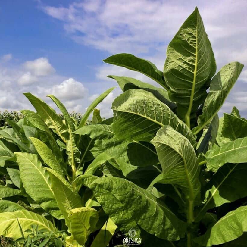 Tobacco Virginia Gold Seeds