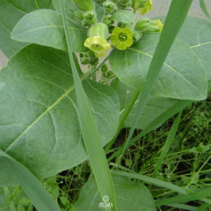 Shag Bakun 46 Seeds